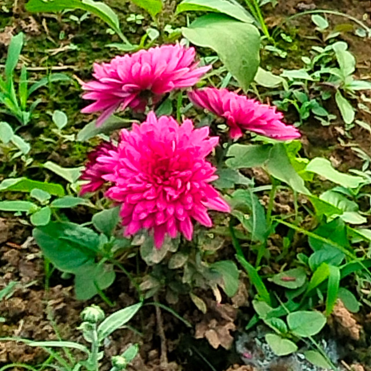 College Garden